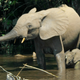 Image: Thomas Breuer/PLoS